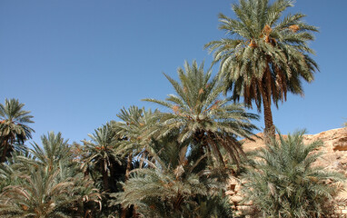 Fototapeta na wymiar Palm grove of tafilalet in morocco