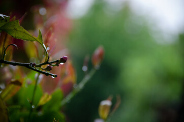 Natura intorno al Lago Maggiore