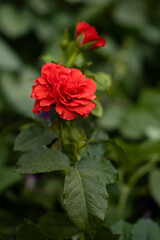 red rose flower