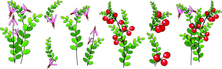 set of berries and flowers with cranberry plant leaves