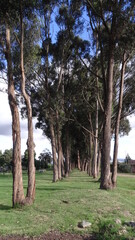 trees in the park
