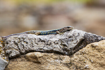 A wild animal, a lizard on a rock, in the color of the environment. Close-up