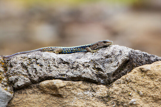 A wild animal, a lizard on a rock, in the color of the environment. Close-up