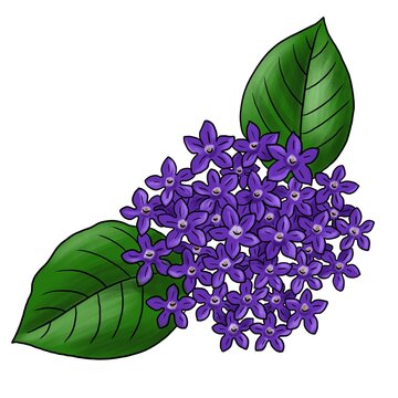 drawing flower of heliotrope isolated at white background, hand drawn illustration