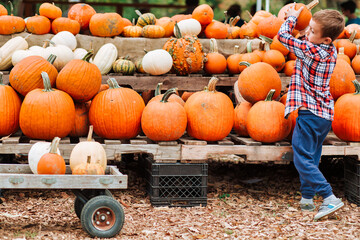 kid on a harvest festival at farm. boy picks pumpkin at the farmers market. The person in motion,...