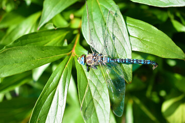 Large dragonfly on a green leaf close-up