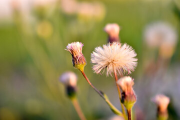 Melkolepestnik caustic, or bogatinka lat. erígeron ácris is a biennial herbaceous plant, a species of the genus melkolepestnik of the family compositae compositae