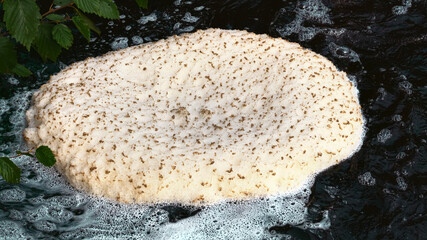A small whirlpool on a forest stream knocks