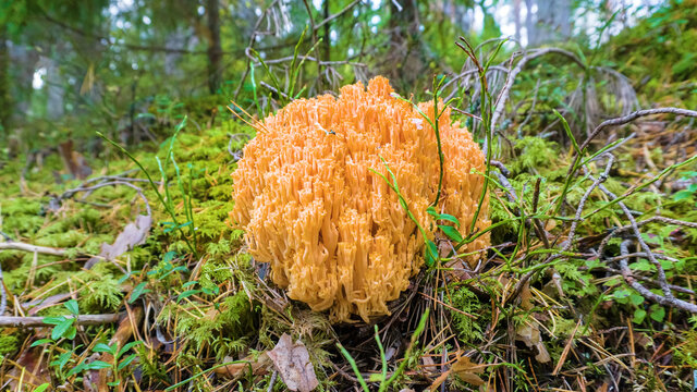 Goatsbeard (Ramaria flava) in pine forests of Eastern Baltic (Gulf of Finland) in late summer, esculent fungi