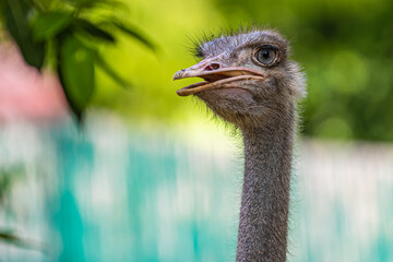 A closer look of Ostrich