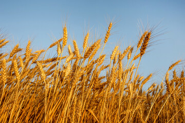 golden wheat field in summer