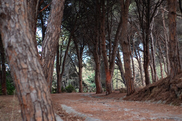 path in the woods Rhodos Greece 