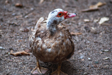 portrait of a duck in the woods Rhodos Greece