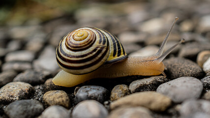 Schnecke auf Wanderung