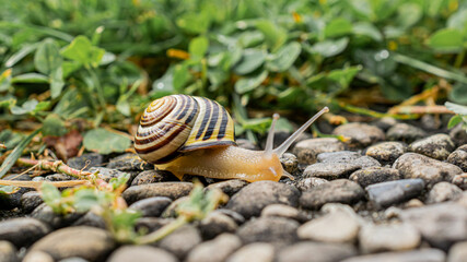 Schnecke auf dem Heimweg