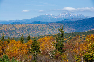 秋の黄葉の林と冠雪の山頂
