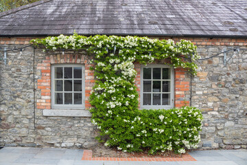 Fototapeta na wymiar Old house iovergrown with ivy . Ireland