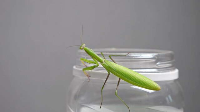 Green praying mantis sits on a bank in an apartment.