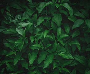 Naklejka na ściany i meble green leaf background dark green leaves