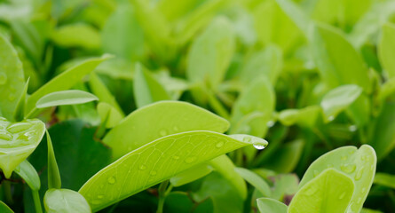 Close-up of green leaves, natural scenery on a blurry green background.