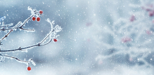 Winter Christmas background with red berries of viburnum on the bush during a snowfall, panorama,...