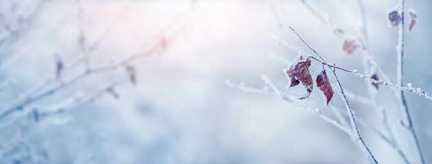 Winter Christmas background with frost-covered tree branches and dry leaves on a blurred background in sunny weather, panorama, copy space