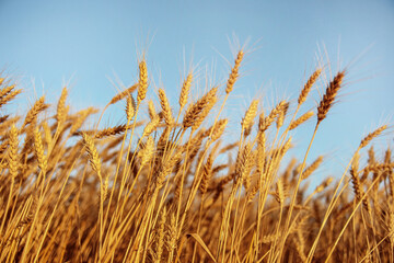 Fototapeta premium golden wheat field