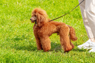 Fototapeta premium Orange poodle near the girl during a walk in the park. Brown poodle on a leash