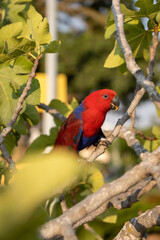Eclectus red parrot on tree with green leaves