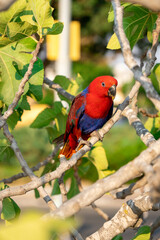 Eclectus red parrot on tree with green leaves