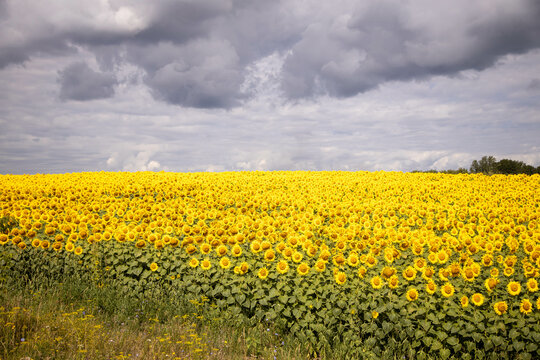 a large field of flowering sunflower