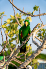 Portrait of light green parrot on the tree with green leaves.