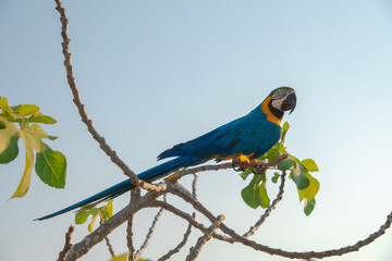 The Blue-and-yellow Macaw, also known as the blue-and-gold macaw parrot