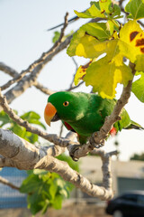 Portrait of light green parrot on the tree with green leaves.