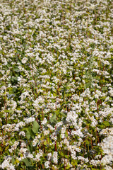 image of blooming fields of buckwheat in the Altai territory