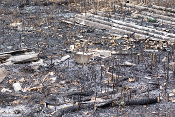 plants and debris after a fire