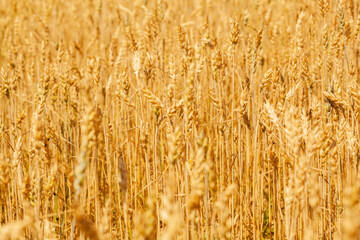 Fototapeta premium Yellow ripe spikelets of wheat on a sunny day