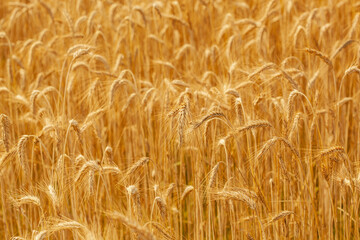 Yellow ripe spikelets of wheat on a sunny day