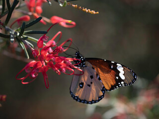 Butterfly on a flower