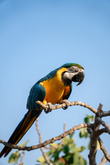 The Blue-and-yellow Macaw, also known as the blue-and-gold macaw parrot
