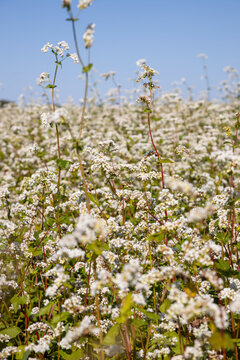 image of blooming fields of buckwheat in the Altai territory