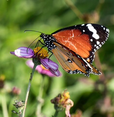 butterfly on flower