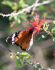 butterfly on flower