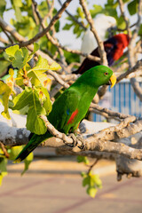 Portrait of light green parrot on the tree with green leaves.