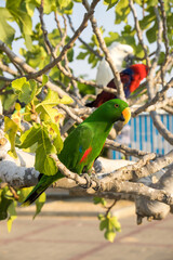 Portrait of light green parrot on the tree with green leaves.