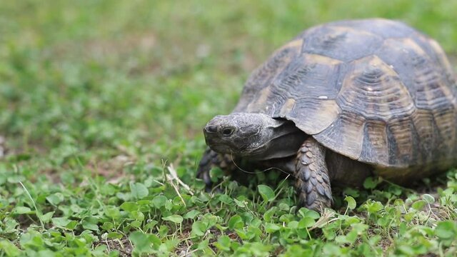 Close up view of a cute little turtle walking slowly in green grass. Wild animal crawling in natural environment outdoor. Beautiful wildlife on our planet, endangered species in need of protection.