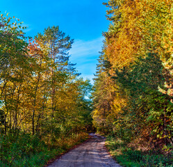 rural landscape with a path in the autumn forest