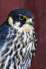 Portrait of a bird of prey hawk.