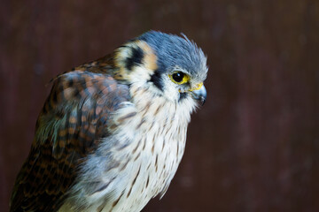 The little bird predator the sparrow's kestrel. 