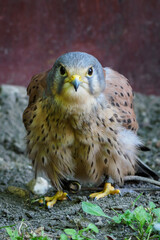 Standing kestrel on the ground with a bird harness on her legs. 
